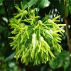 Bông thiên lý sạch, an toàn